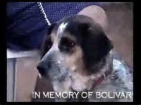 In Memory of Bolivar